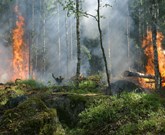 forest-fire-gb50525cd3_1920.jpg