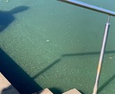 Blaualgen - Beispielfoto